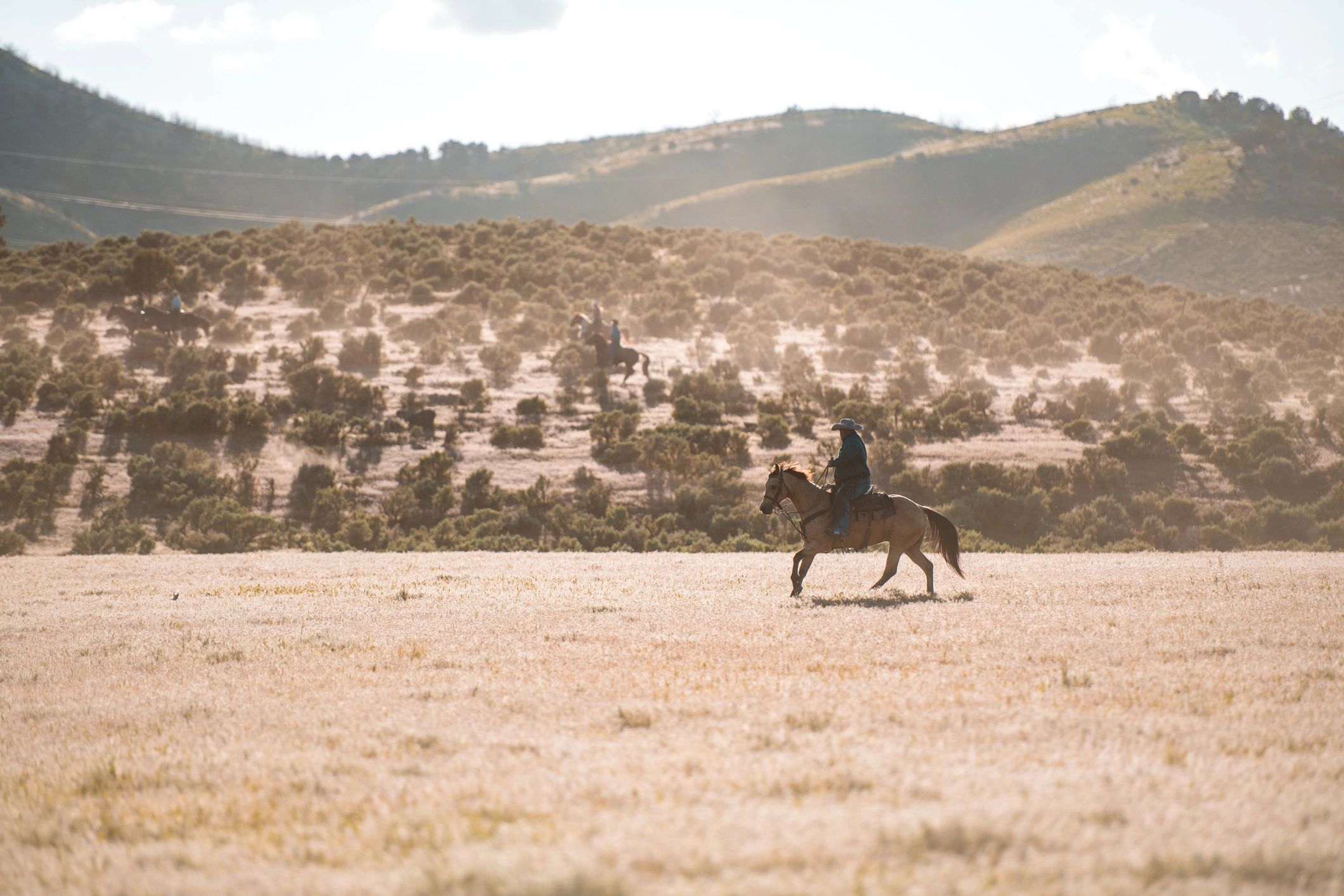 Horseback rider crossing open landscape on a sunny day