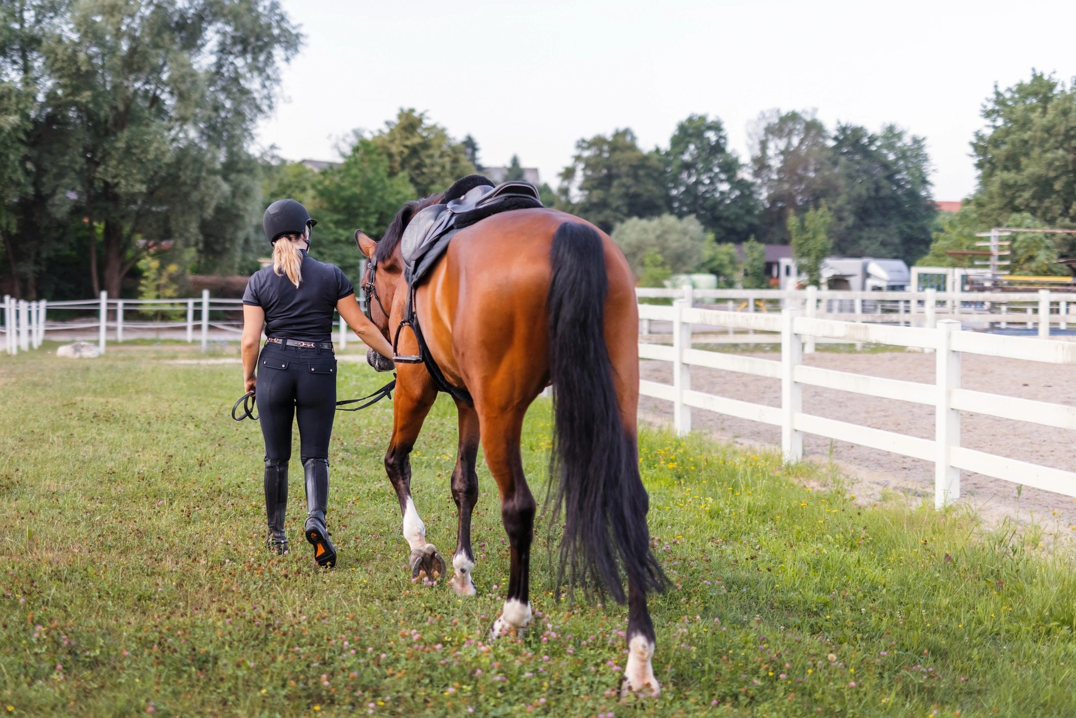 Rider leading a chestnut horse for a portrait image