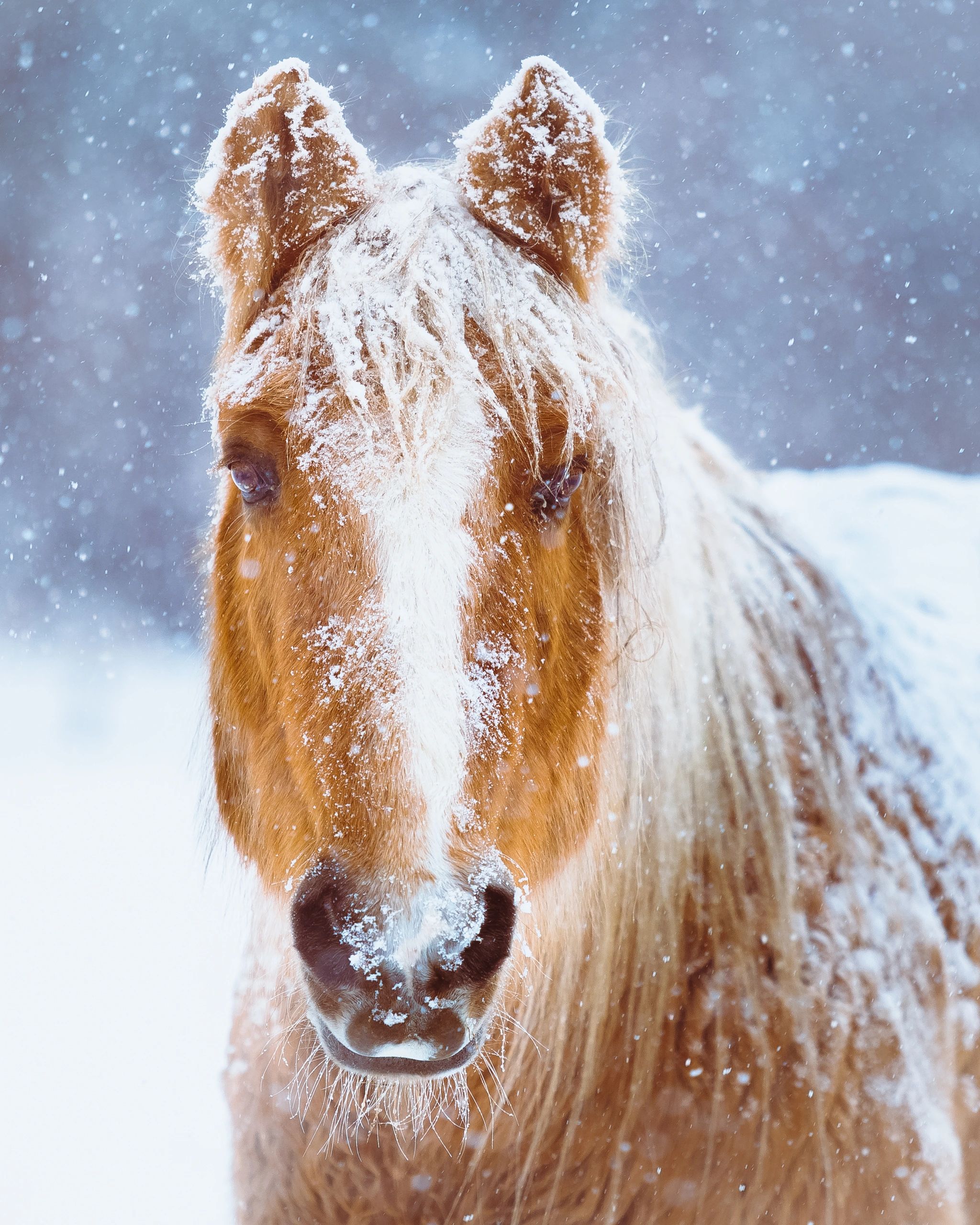 Close horse portrait with expressive detail
